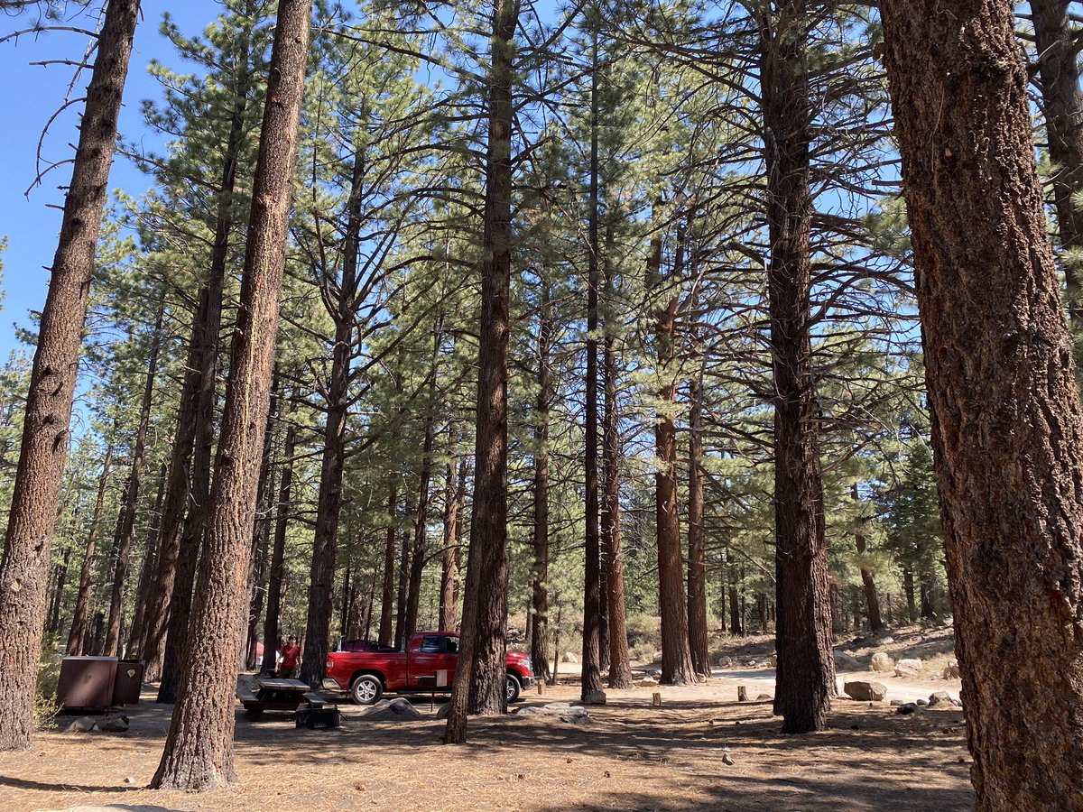 naomishmusic's tweet photo. Camping 🏕 #manmoth #camp #bishop #FamilyFunTime キャンプで森林浴　#森林浴　#キャンプ#ファミリータイム https://t.co/ghjLw3a1lN