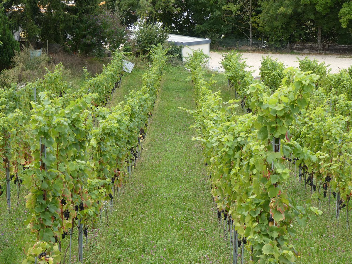 redtestwine's tweet image. ไร่องุ่น ที่ #Boudry เป็นองุ่นสีดำ ที่ใช้ทำไวน์
คิดว่า อีกเดือน คงตัดได้แล้ว
#เที่ยวสวิสแบบทัวร์ไม่พาไป 

#Boudry #Neuchâtel #Switzerland