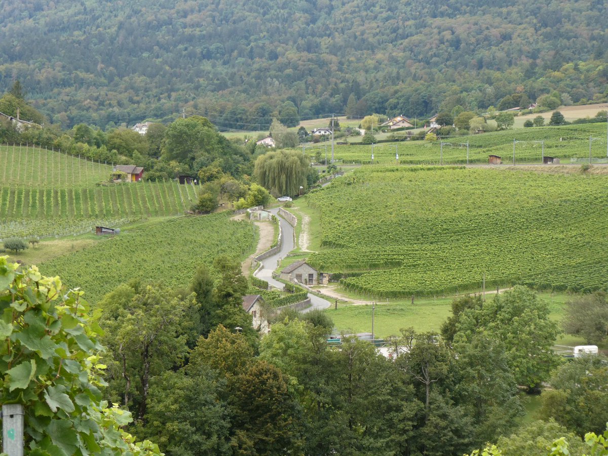 redtestwine's tweet image. ไร่องุ่น ที่ #Boudry เป็นองุ่นสีดำ ที่ใช้ทำไวน์
คิดว่า อีกเดือน คงตัดได้แล้ว
#เที่ยวสวิสแบบทัวร์ไม่พาไป 

#Boudry #Neuchâtel #Switzerland