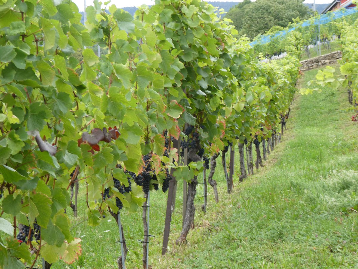 redtestwine's tweet image. ไร่องุ่น ที่ #Boudry เป็นองุ่นสีดำ ที่ใช้ทำไวน์
คิดว่า อีกเดือน คงตัดได้แล้ว
#เที่ยวสวิสแบบทัวร์ไม่พาไป 

#Boudry #Neuchâtel #Switzerland