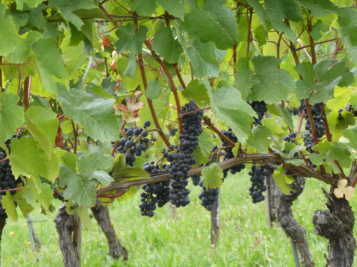 redtestwine's tweet image. ไร่องุ่น ที่ #Boudry เป็นองุ่นสีดำ ที่ใช้ทำไวน์
คิดว่า อีกเดือน คงตัดได้แล้ว
#เที่ยวสวิสแบบทัวร์ไม่พาไป 

#Boudry #Neuchâtel #Switzerland