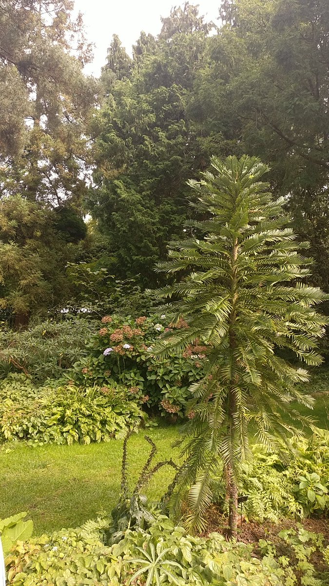 Boswachter_Marc's tweet photo. Altijd even verrassend, de #bomentuin @arboretumkalmt.

En blij om de zeldzame #WollemiaNobilis in deze mooie setting te zien 🌱🌻🌼💚🌲🌳

#Tipvdbosw8er #ArboretumKalmthout https://t.co/V3SSb1qBlm