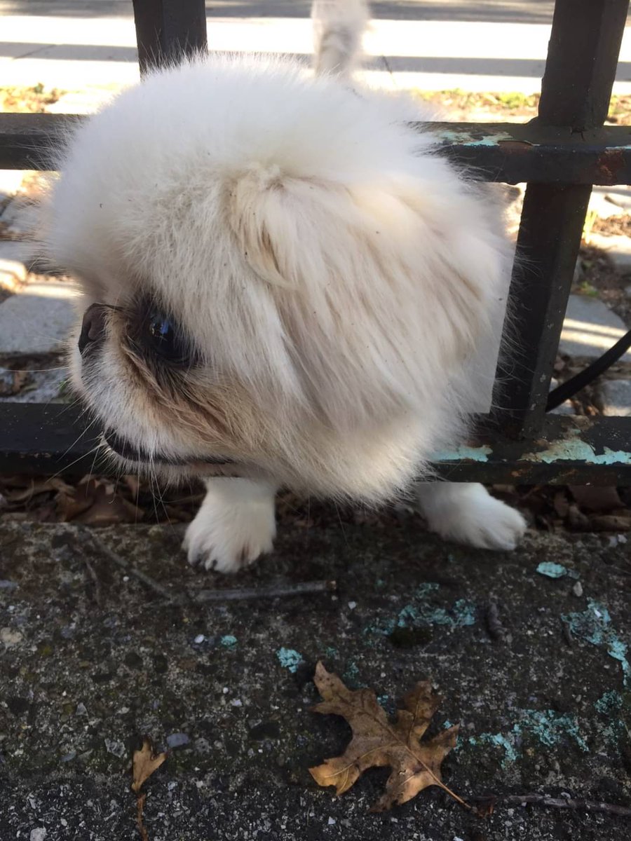 CursedCurry's tweet photo. @triniscribbles He's fine 😂 he's got plenty of room to maneuver. He's just got a super fluffy face https://t.co/WZGwXjywVo