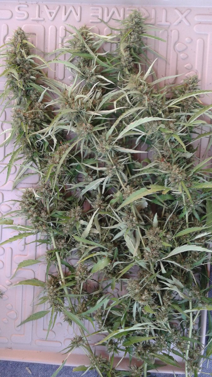 Cogitatorium's tweet photo. It's #SundayFunDay but Randy ain't having a #goodday
Showing the second trim batch and what Randy has yet to give up... The #Fun part will be the #ScissorHash later today...
Sending Everyone #Positive, #UpliftingVibes โ๏ธ๐๐
Independence includes #GrowingYourOwn #Cannabis https://t.co/HjdlnDvOyf
