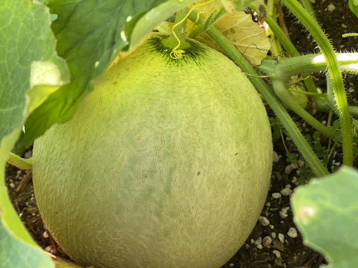 Three more cantaloupes growing the in the raised bed camouflaged under the leaves. I hope I get to eat it and share with my friends before the critters get to it. #cantaloupe #growingmelons #raisedbedgardening