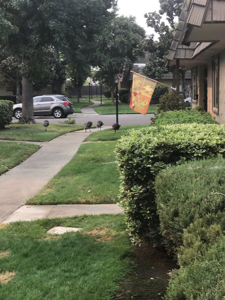 JudyMichelson1's tweet photo. #TurkeyFlock #FreeTurkeyPoop.   The flock making its daily stroll. https://t.co/4kFjAyoydM
