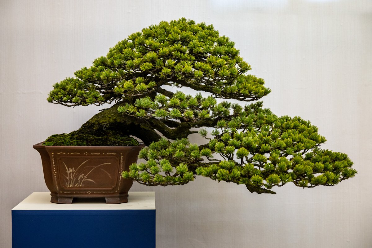 Bonsai Empire Bonsaiempire Twitter