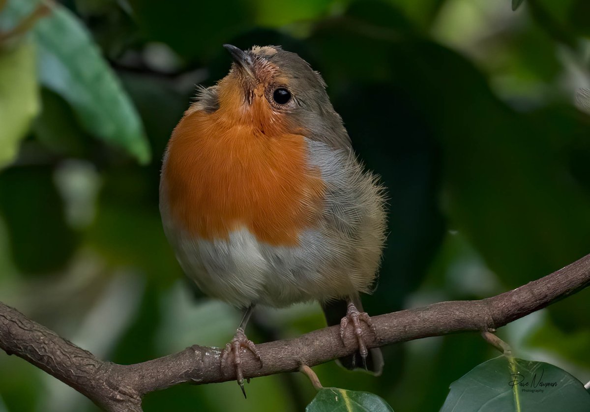 DaveSpherical's tweet photo. #robins @BBCSpringwatch #Wildlife #wildlifephotography #nature #naturelovers #NaturePhotography #TwitterNatureCommunity #springwatch #linconnect
@vouchaman @YourLocalLincs
#Lincolnshire #lincoln #countryfile #LincsConnect https://t.co/AKAtzkkDlx