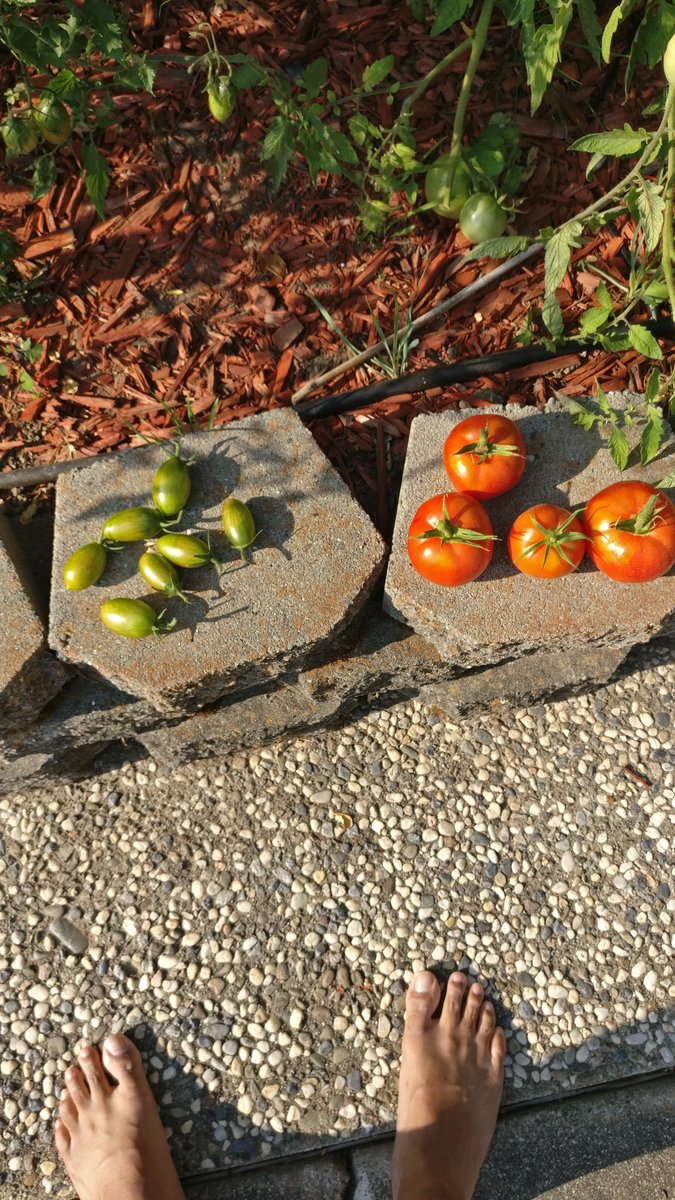 shamanthkumar18's tweet photo. Today's harvest #gardening https://t.co/eoQeoj2pJ5