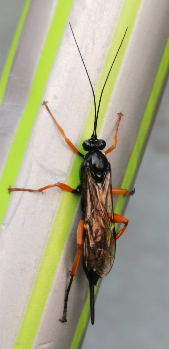 katk3101's tweet photo. #AskTwitter Anyone know what the fook this is?! 😳

#insects #flyingthing #gardenmonster #insectidentification #orangelegs #twitterhelp #TwitterNatureCommunity https://t.co/p7k8Bv06km