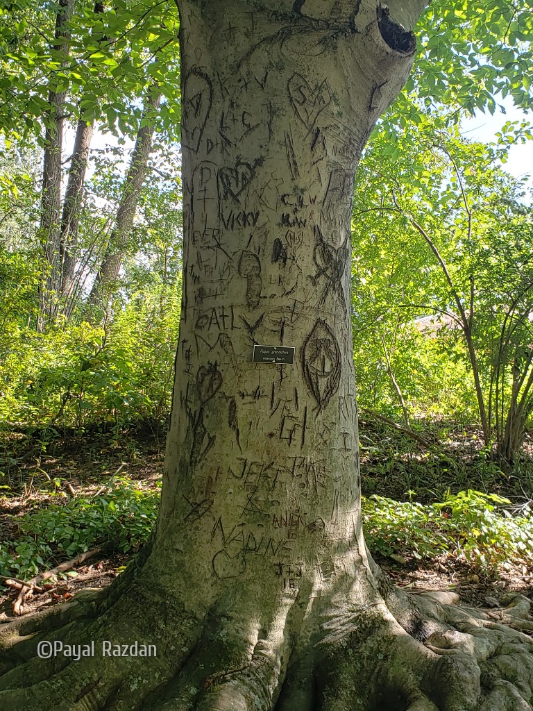 PSRazdanPhoto's tweet image. This is why we can't have nice things.
#greatoutdoors #trees #travel #NaturePhotography #naturelover #playoutside #hikes #botanicalgardens #Maryland #protectthetrees #outdoors