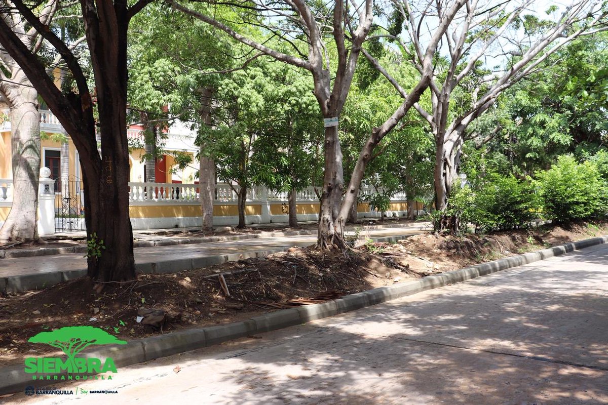 SiembraMas_'s tweet photo. 👷🏽‍♂️🌳| Desde este lunes, la @alcaldiabquilla junto al equipo @SiembraBaq y @ADI_BQUILLA retornarán con la recuperación de los bulevares de la ciudad.

👉🏾El primero será la Cra 58, donde se sembrará 2756 M2 de paisajismo y 956 de riego. Además del cuidado de los árboles de la zona. https://t.co/aYQi1W4y8s