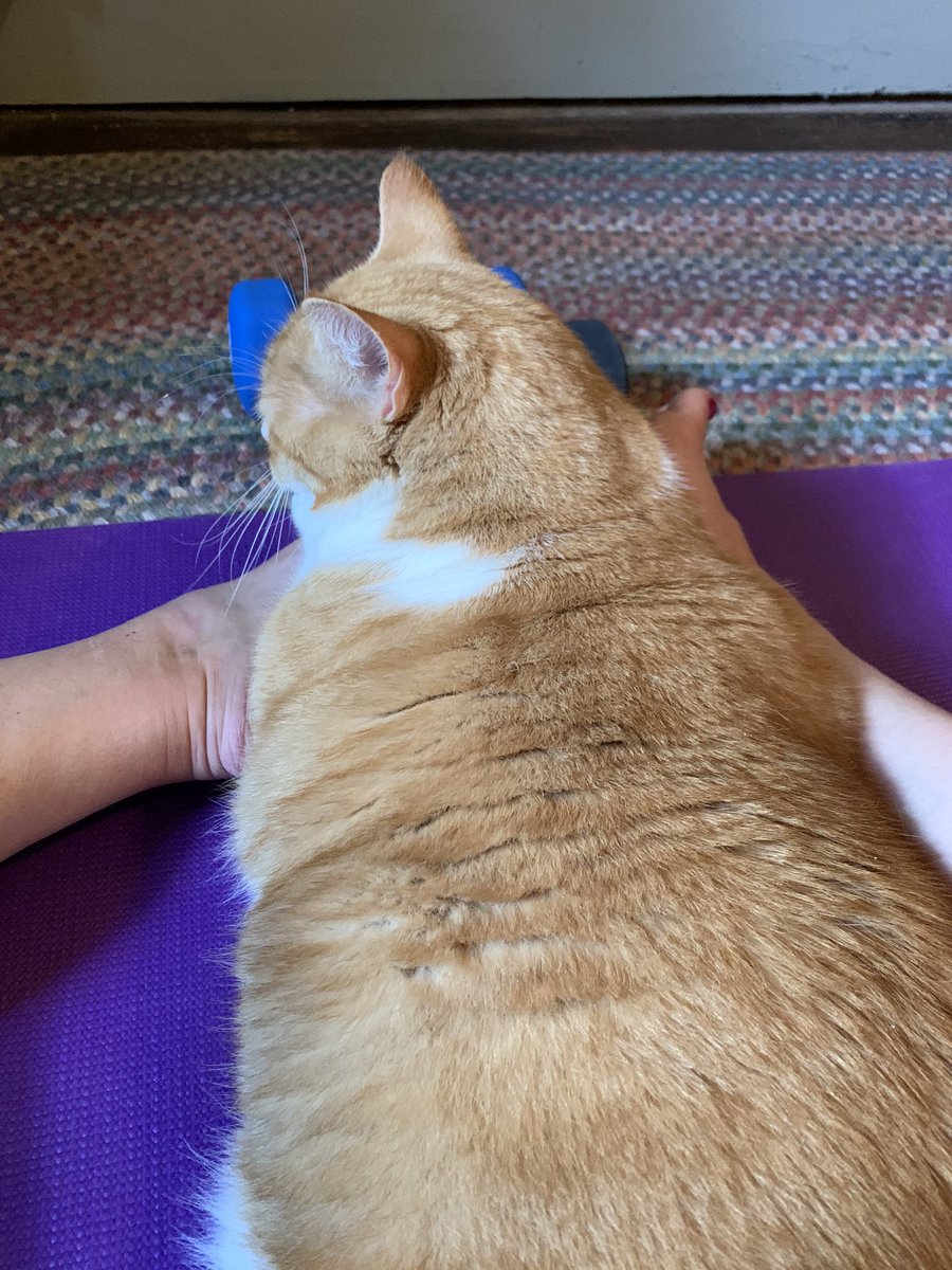 KimberlyReeve's tweet photo. Well, I guess this workout is over. #fatcatproblems https://t.co/vZ4nvmZXsI