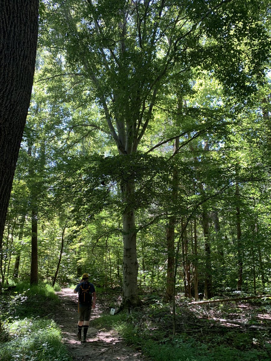 MRochner86's tweet photo. Great day exploring @TheParklands  along Floyd’s Fork with @Chris47112, featuring old trees, wildflowers, and big blue skies. #HikeLocal #HikeLouisville https://t.co/zt0N5QnmkJ