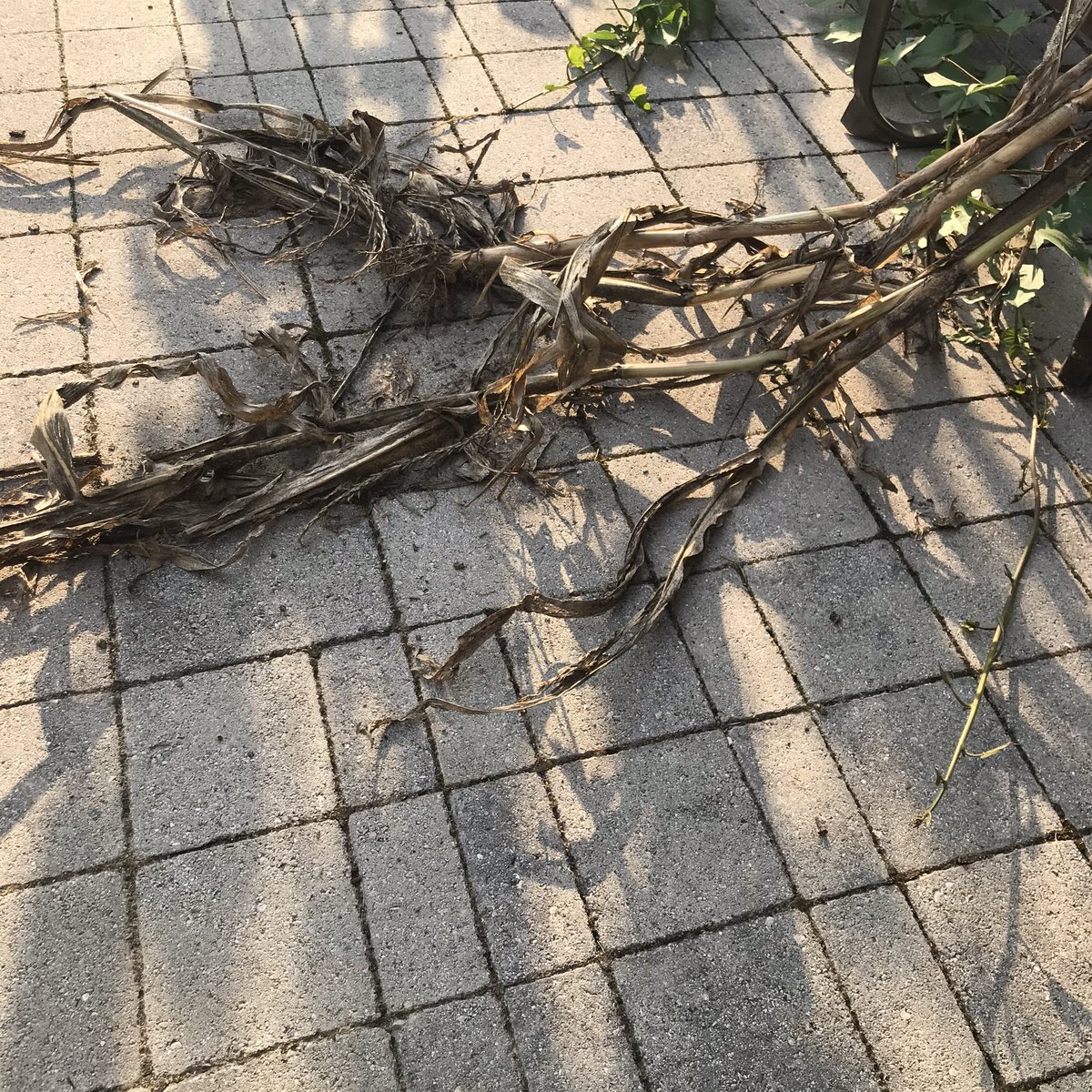 要 かなめ On Twitter 焚き付けに紙を使うと薪に火がつく前に燃え尽きちゃうけど 枯れたとうもろこしを使うとしっかり薪に火がついた