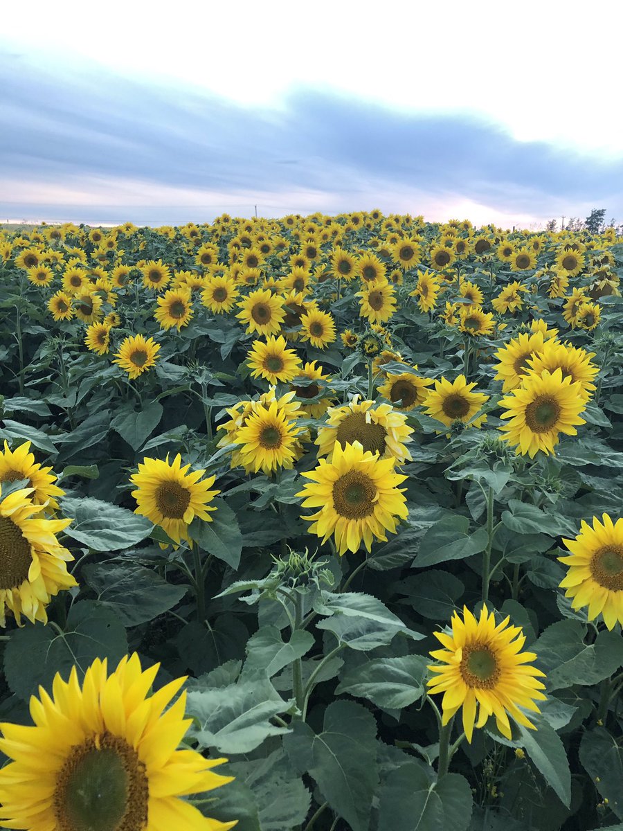 We have been growing sunflowers for photo opps and the deer the last few years. The trick to growing them is the same as everything else we grow. Start with good Seed, Feed it and Weed it. #corteva #NPKS #ExpressSG