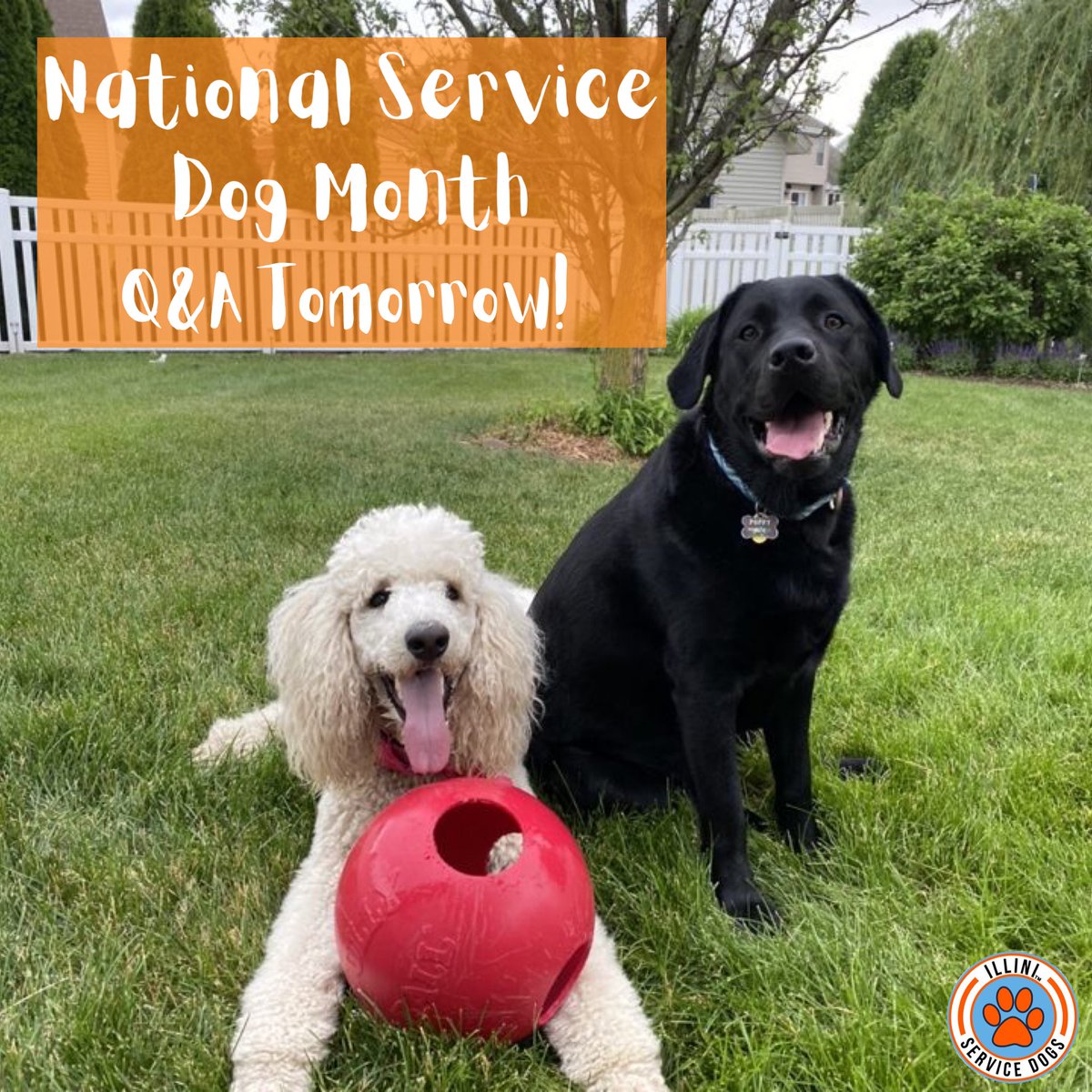 Illini Service Dogs tweet media