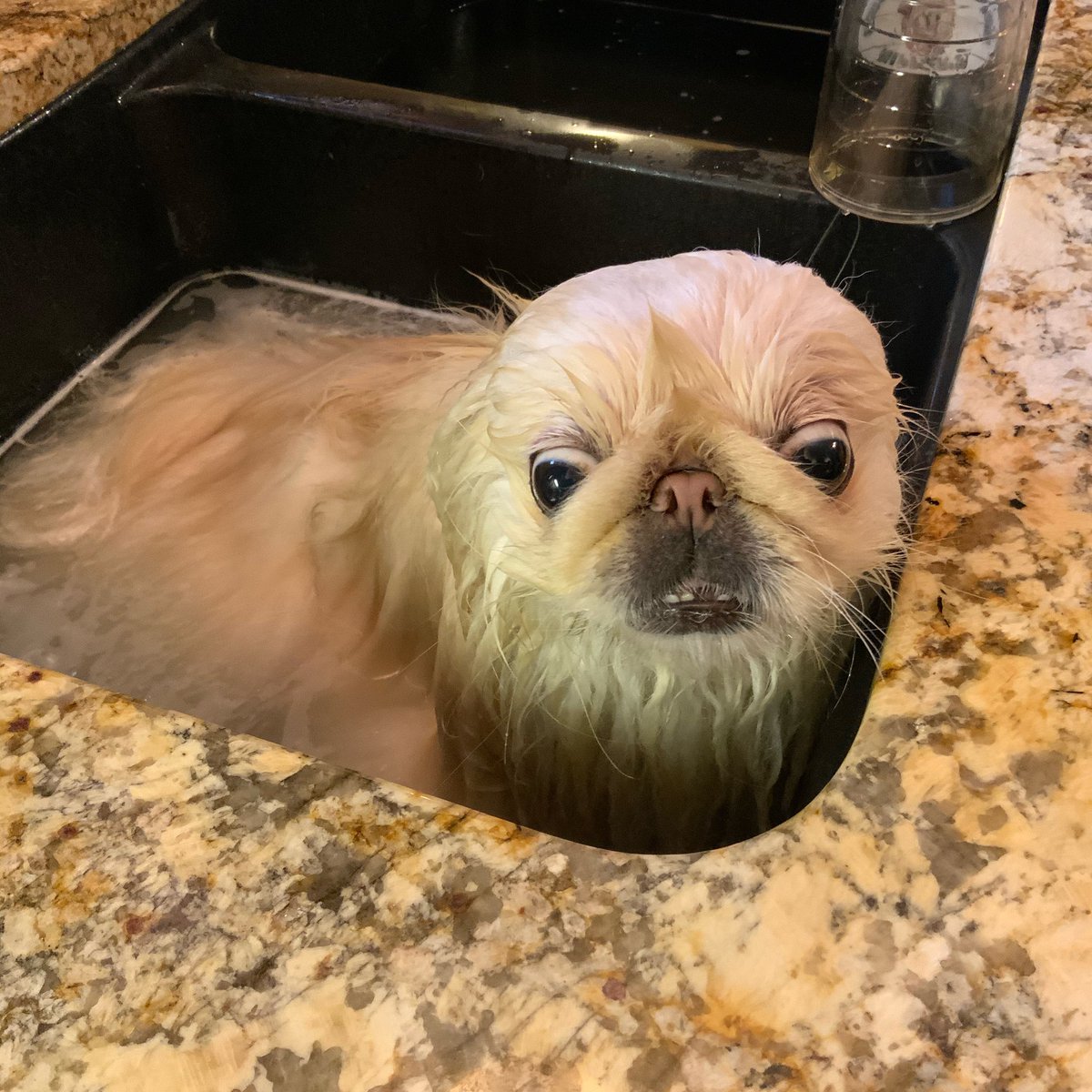 LilCaliGurl's tweet photo. My #sundaynotsofunday #SpaDay ππΌ she membered #gettingmysoakon #letitsitforfifteenminutes what are yβall up too?
.
.
.
#wetdog #dogbath #wetdogsmell #doggrooming #caligurl #pekingese #throughadogseyes #calgontakemeaway https://t.co/sObvDEnYzY