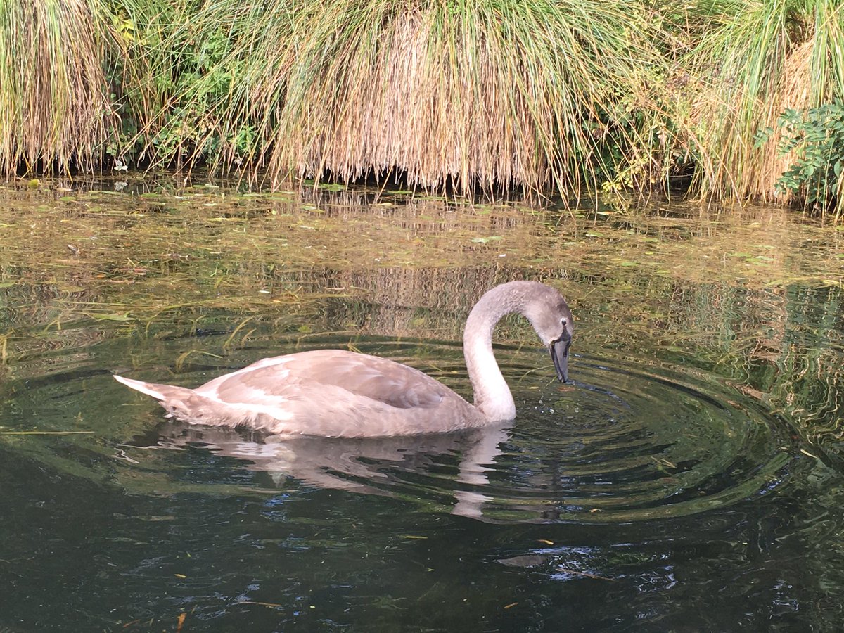 whatsnottohike1's tweet photo. Lovely paddle this afternoon to visit a castle. 

Visit my website to find more information about the paddle! 

#castle #paddle #ruins #swan #signet #tree #framing #photography #water #canal #canalboat #canoe #canoeing #paddling #openboat #odiham https://t.co/RVi4wopSib