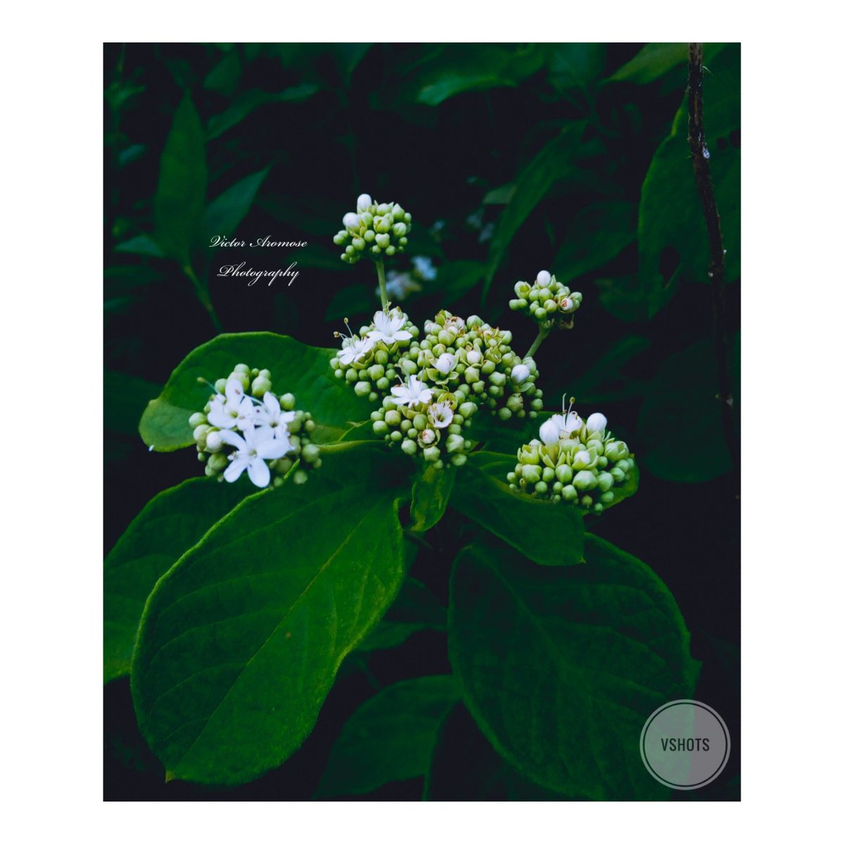 vathevitechguy's tweet photo. #OgunVisualArtists
Hello, I'm Victor Aromose.
I'm a young Phone photographer and I basically work on nature. . .
I reside in Abeokuta and these are some of my works.
To see more of my photographs, click the link below

https://t.co/4IQ3WonNUO https://t.co/5WECai9bZw