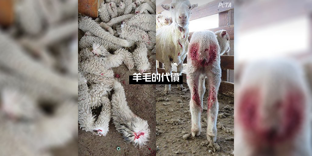 O Xrhsths Peta 亞洲善待動物組織sto Twitter 有沒有留意 生產羊毛的農場裡的綿羊通常都沒有尾巴 那是因為斷尾是羊毛業內的 標準操作 在沒有止痛措施的情況下 小羊的尾巴被加熱過的鉗子生生切下 時尚不應建立在動物的痛苦上 請 拒絕羊毛 Wool O Xrhsths Peta 亞洲善待動物組織sto Twitter 有沒有留意 生產羊毛的農場裡的綿羊通常都沒有尾巴 那是因為斷尾是羊毛業內的 標準操作 在沒有止痛措施的情況下 小羊的尾巴被加熱過的鉗子生生切下 時尚不應建立在動物的痛苦上 請 拒絕羊毛 Wool