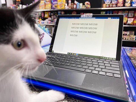 Bodega Cats tweet media