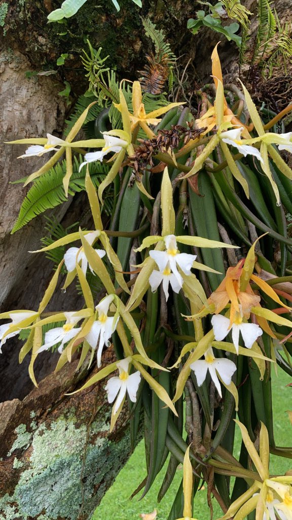 librerialosargonauta (@librerialosargo) on Twitter photo 