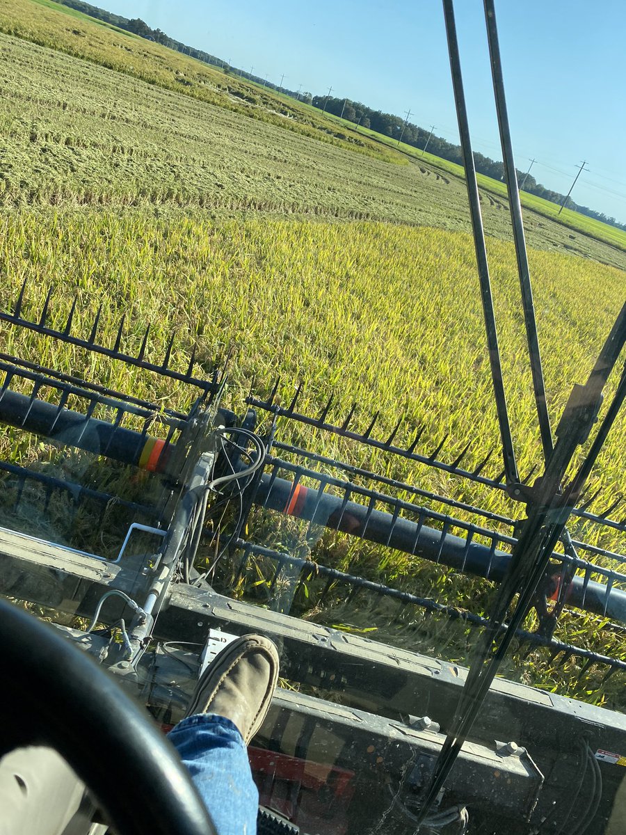 dylansecrease91's tweet image. Horizon Ag CL163 being a contender this year