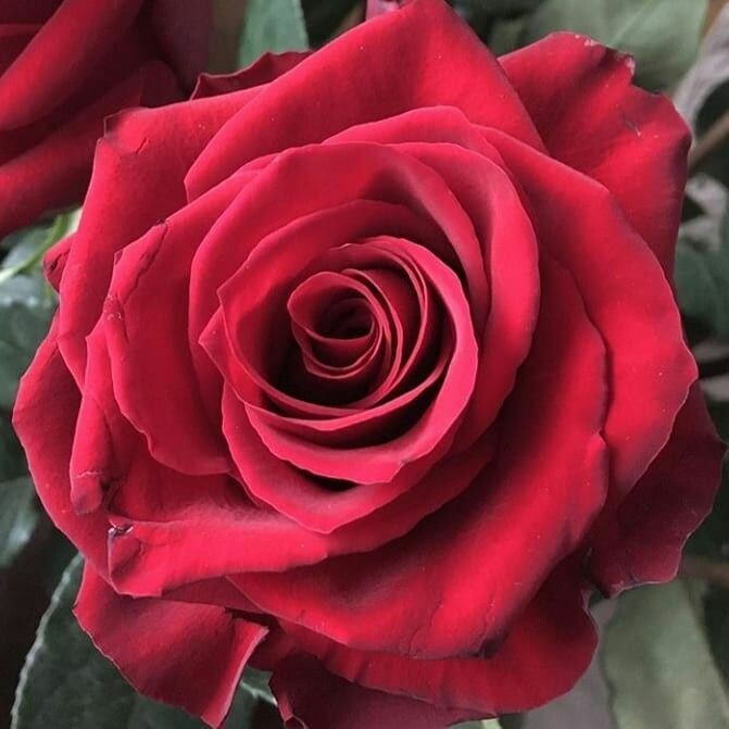 NTezkiye's tweet photo. Sen bir gül/sen Bütün dünya gülümser. Sultanım https://t.co/fN2tGA9Hsz