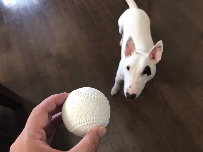 軟式野球のボールのtwitterイラスト検索結果