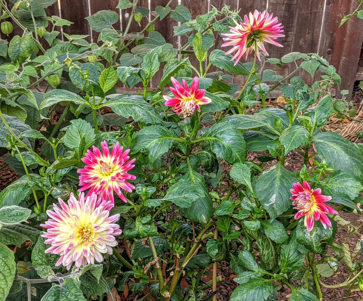 sonnylebythebay's tweet photo. G'morning Buenos días Buongiorno Bom dia Guten morgen Bonjour Dobro jutro 早上好 सुप्रभात صباح الخير Ek'aro!
Only 24 days left to get everyone in our communities counted in the #2020Census. To resist we must exist! https://t.co/bKIWYWMSGQ https://t.co/eNi9jWduVP