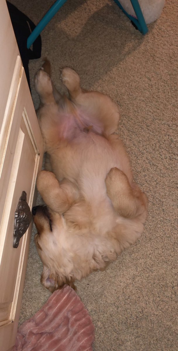 Oscar is my mood for today...😴