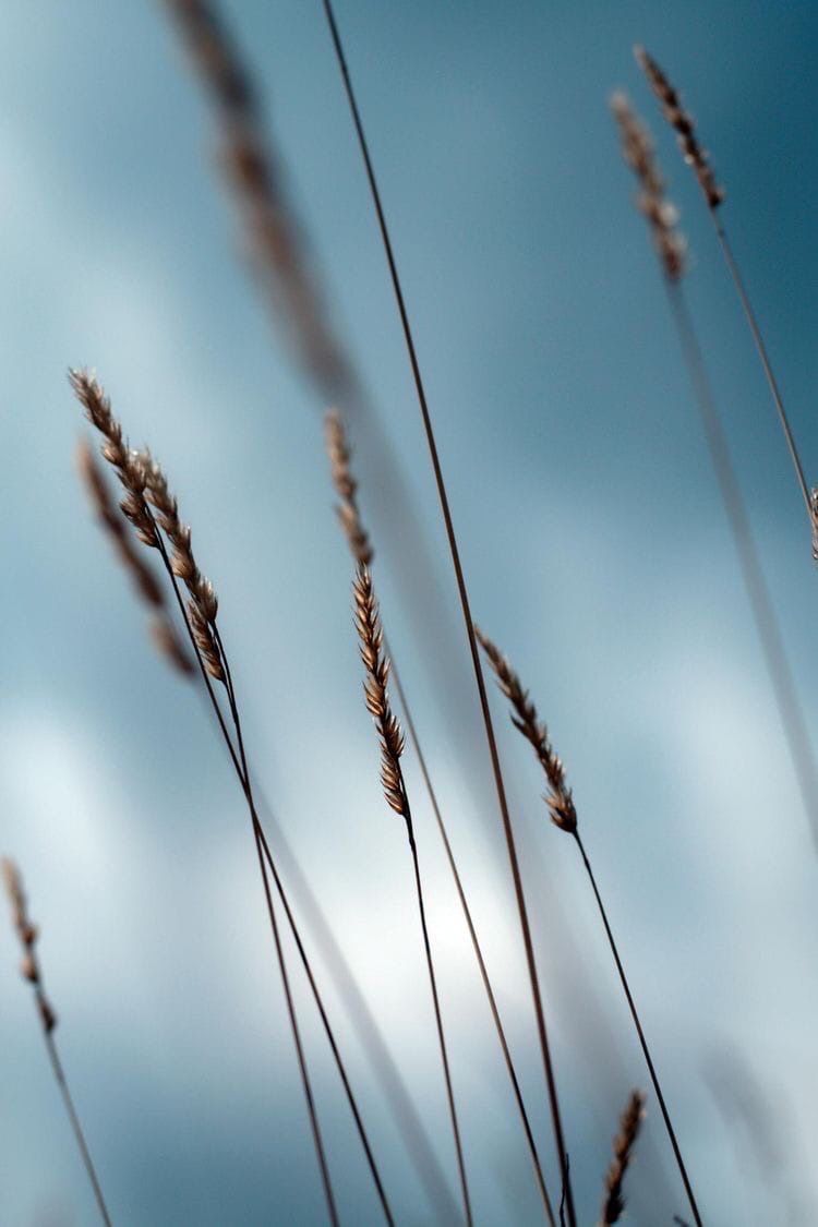 minimalism tweet media