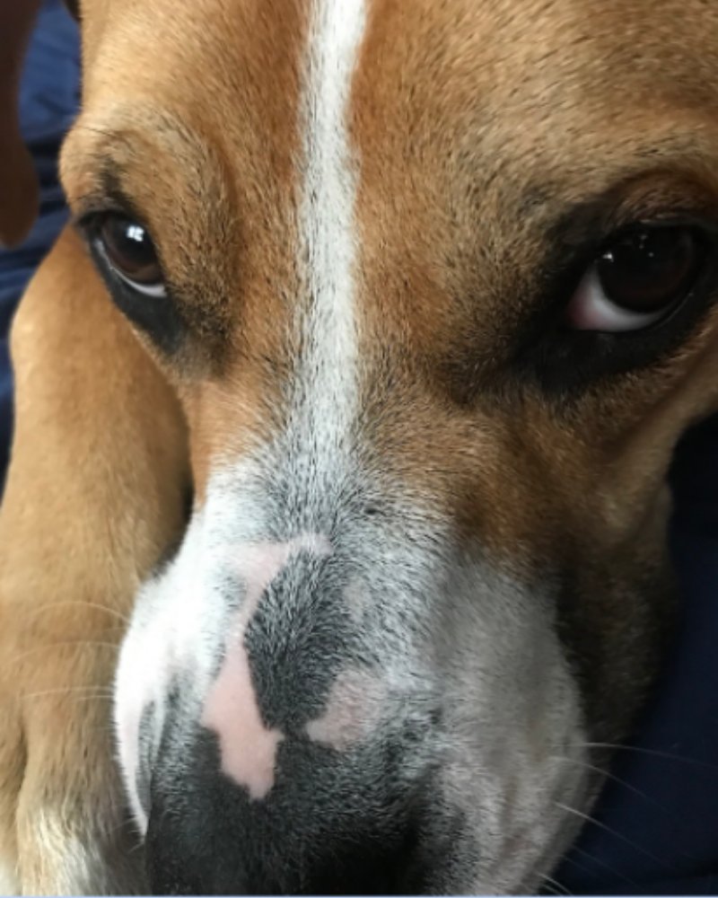 IAAChicago's tweet photo. It's time for everyone's favorite segment, #PetsofIAA! This week, we're sharing the cuteness of Jacob's pet!

"This is POPPY: Trust me, she is nice to snuggle with. Nicknames: Dog, BigFatDonut (don’t ask), Pops, CrazyLazy. It is very fun to replace lyrics of songs to 'Poppy'." https://t.co/nzYbV5hyw5