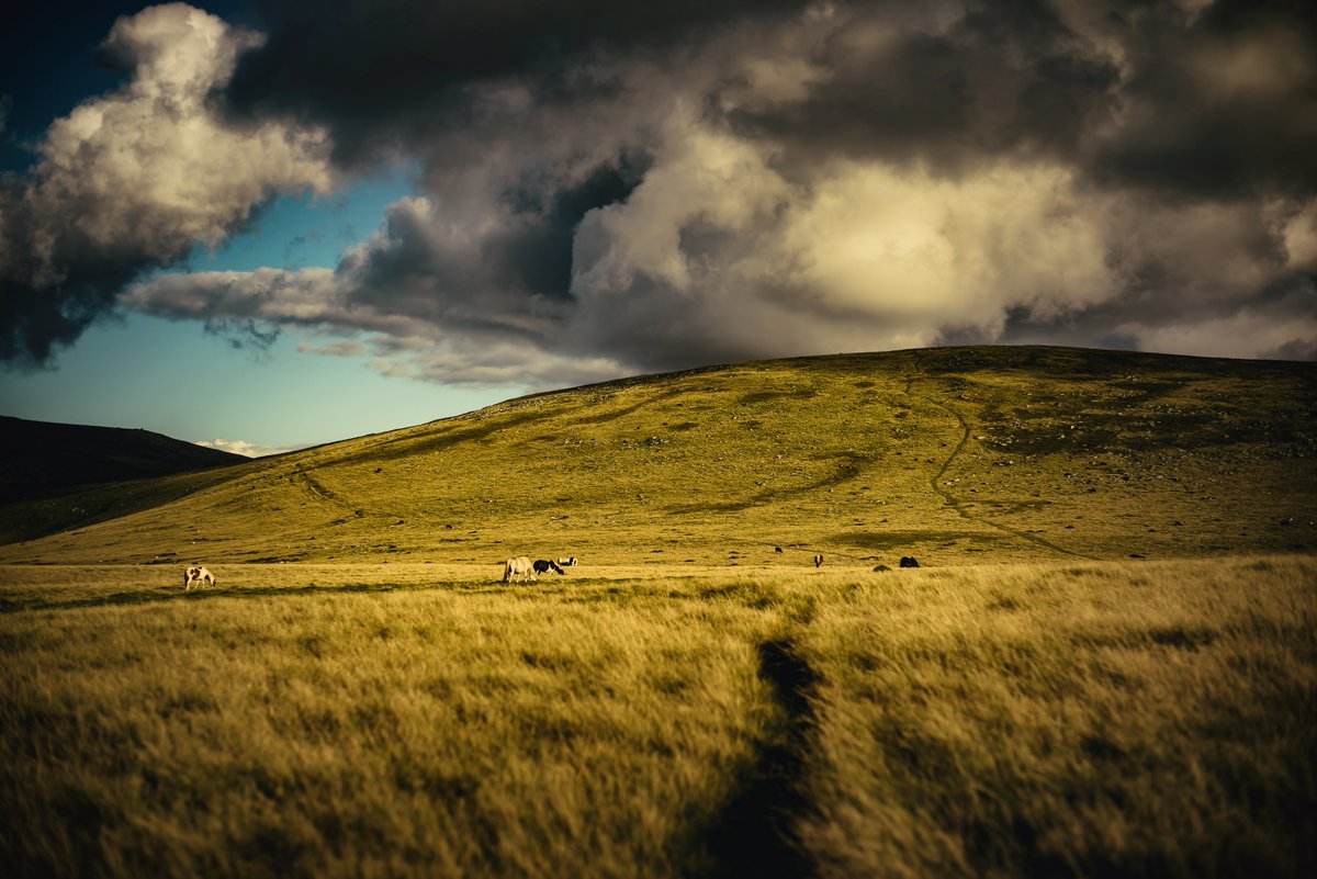 GlavindStrachan's tweet photo. Funky #clouds and #ponies on #dartmoor in between #SourtonTors and #CornRidge yesterday evening ... lovely light #dartmoornationalpark #moorland #skyporn #dartmoorphotographer #devonphotographer #dartmoorcollective #glavindstrachan https://t.co/1HNAjSWUgL