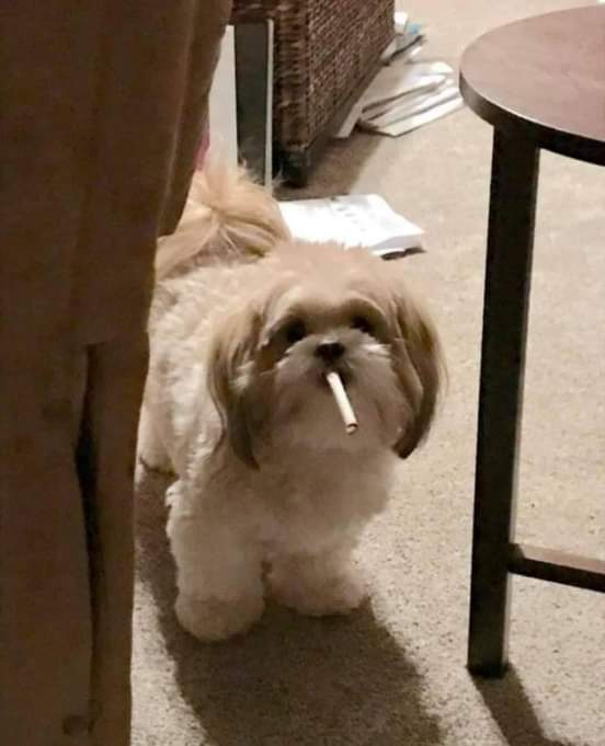 CINQ * (@cinqxy) on Twitter photo 