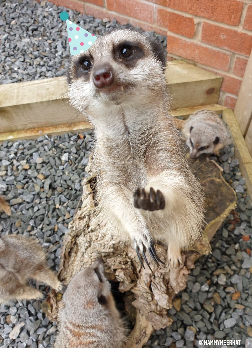 MammyMeerkat's tweet photo. Hi five 🐾  ... it's my birthday 🥳 

Kato is celebrating 8years of awesomeness in his big birthday weekender 🎉🐛❤🦗🎉

#meerkat #kato #birthdayboy #birthdaycelebrations #happybirthday #kato #8yearsold https://t.co/JrGZwQ4Mr2