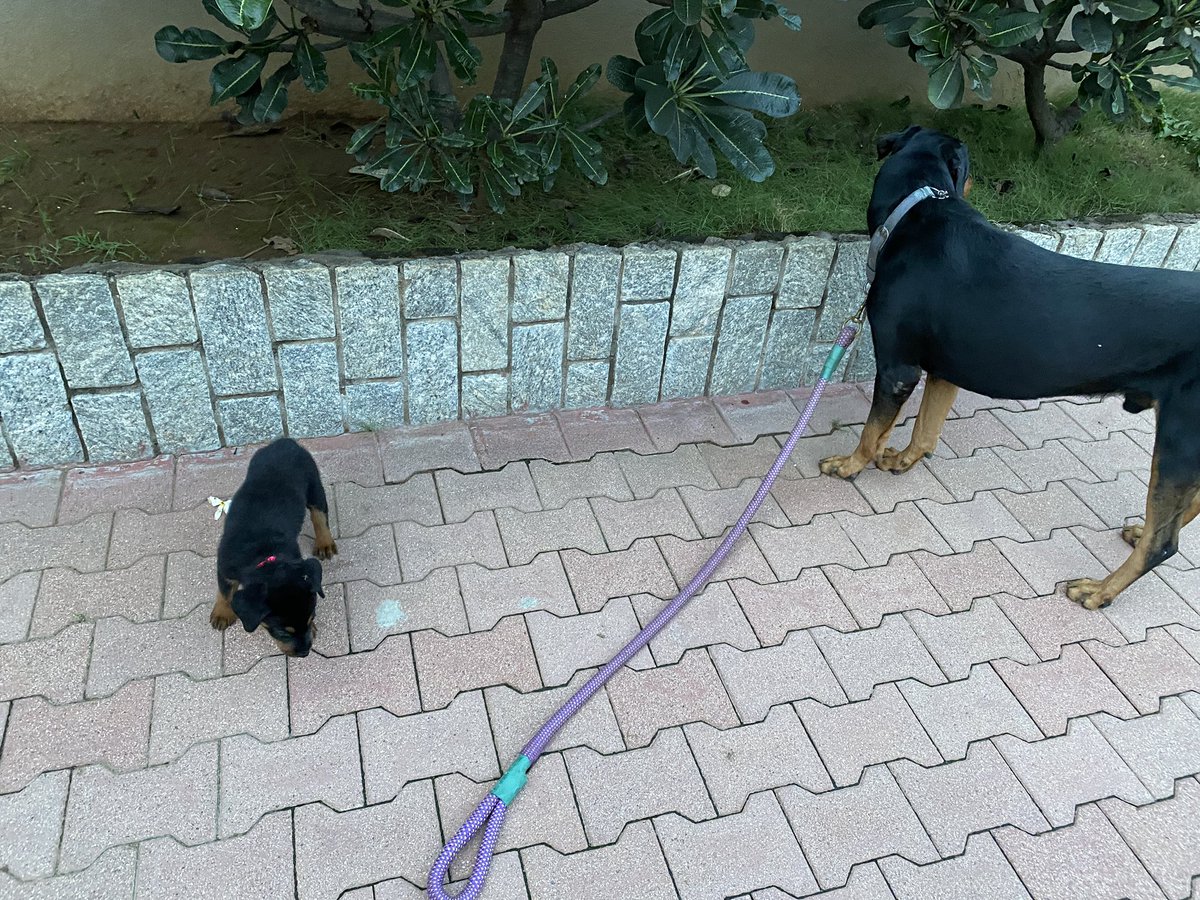 07reddevilz's tweet photo. Day 6 : Bruno is not a fan of Leash training but somehow I guess I did a decent job taking him for a walk. When Iโm tired I let Mirchu walk ahead and Have Bruno follow him till he is tired. Oh somehow managed to give Bruno a Bath today. He absolutely loved it. #Bruno #Mirchu https://t.co/kfduPXOfaa