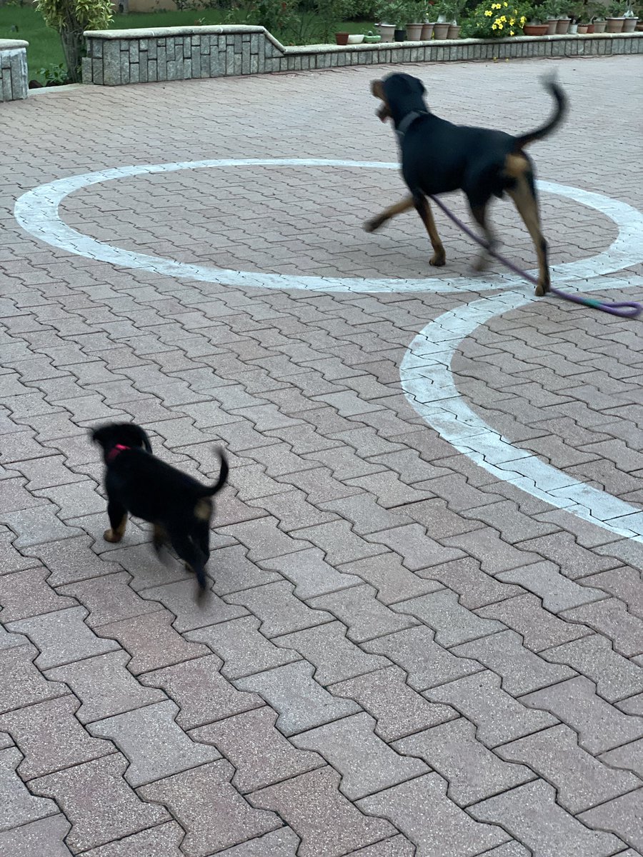 07reddevilz's tweet photo. Day 6 : Bruno is not a fan of Leash training but somehow I guess I did a decent job taking him for a walk. When Iโm tired I let Mirchu walk ahead and Have Bruno follow him till he is tired. Oh somehow managed to give Bruno a Bath today. He absolutely loved it. #Bruno #Mirchu https://t.co/kfduPXOfaa