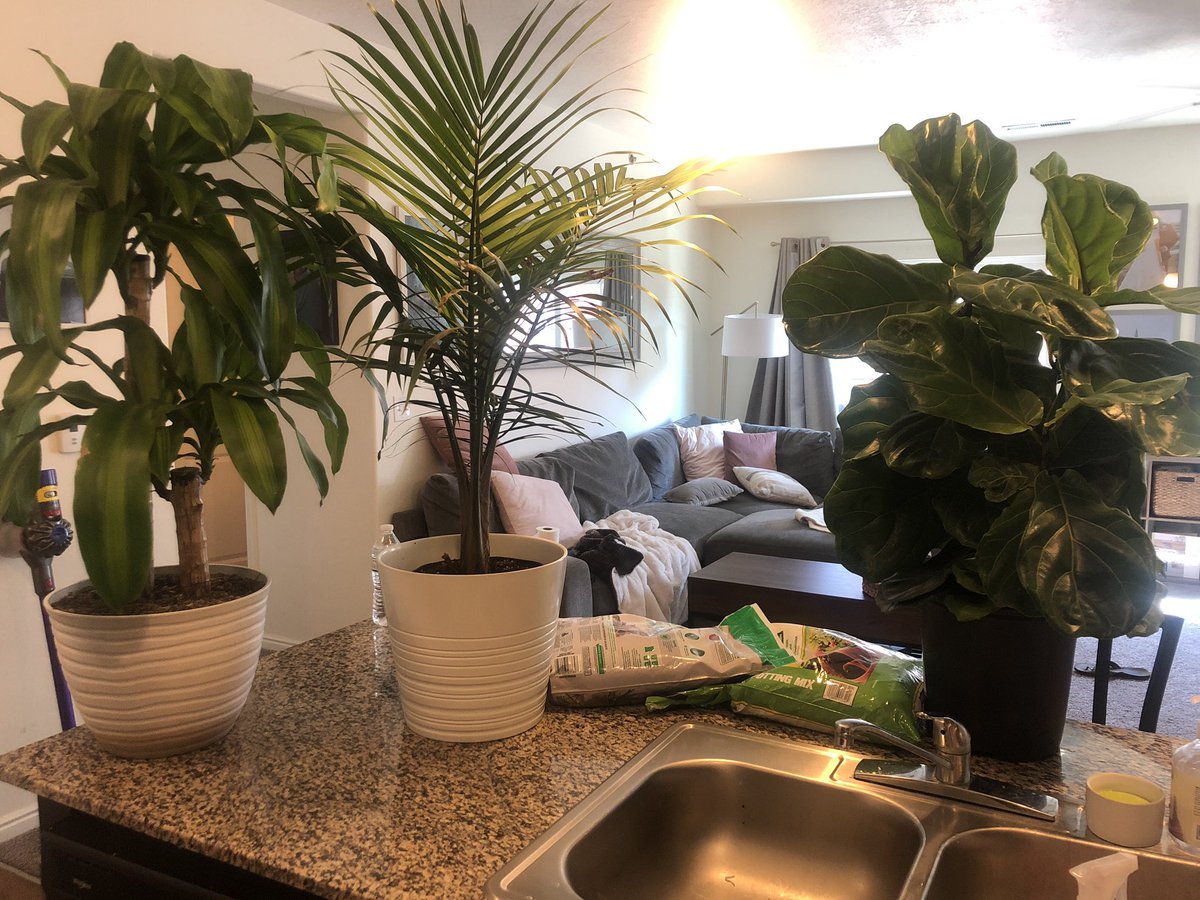 mckenzieBUICK's tweet photo. PLANT MOM!! Creating cleaner air to naturally help my health and asthma. Knowledge is power! 🌱 https://t.co/m2daj3wzul