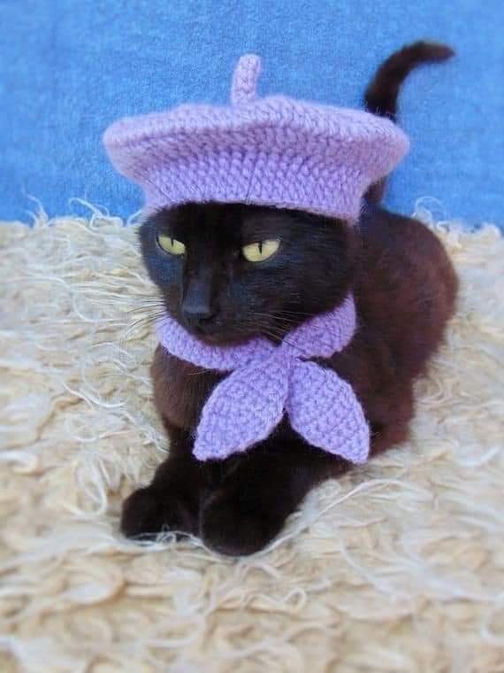 gatitos_qctd's tweet photo. Abuela, ya regresé por mi gati... https://t.co/PtwwAYybmC