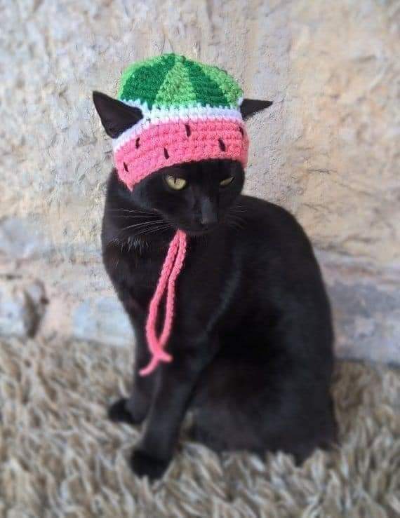 gatitos_qctd's tweet photo. Abuela, ya regresé por mi gati... https://t.co/PtwwAYybmC