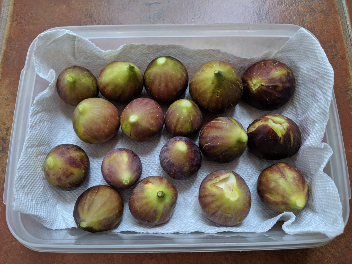 Fig production is slowing down: we picked 16 yesterday and 17 this morning. Turned on the soaker hose today to encourage more figs to plump and ripen. We& #39;ll see if that makes a difference.