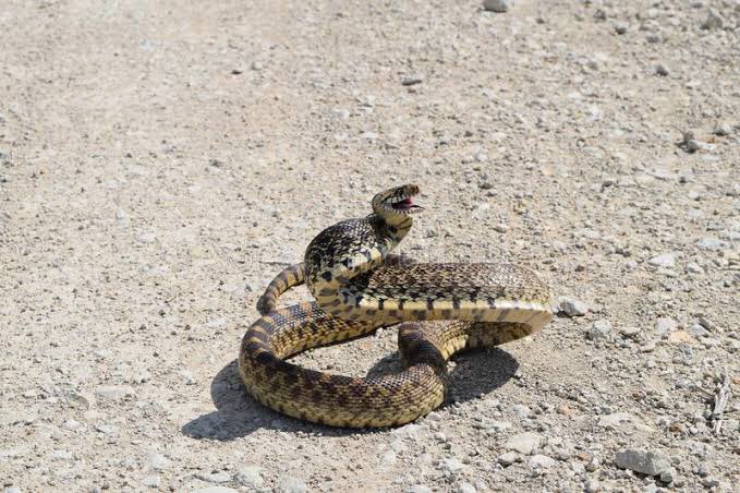 It then started slowly moving its upper shaft from right to left in a repetitive manner as though it were waving at me.I came to my senses & started to slowly walk backwards.I guess I didn’t runaway because it was on the other side of the spring & I thought snakes can’t swim.