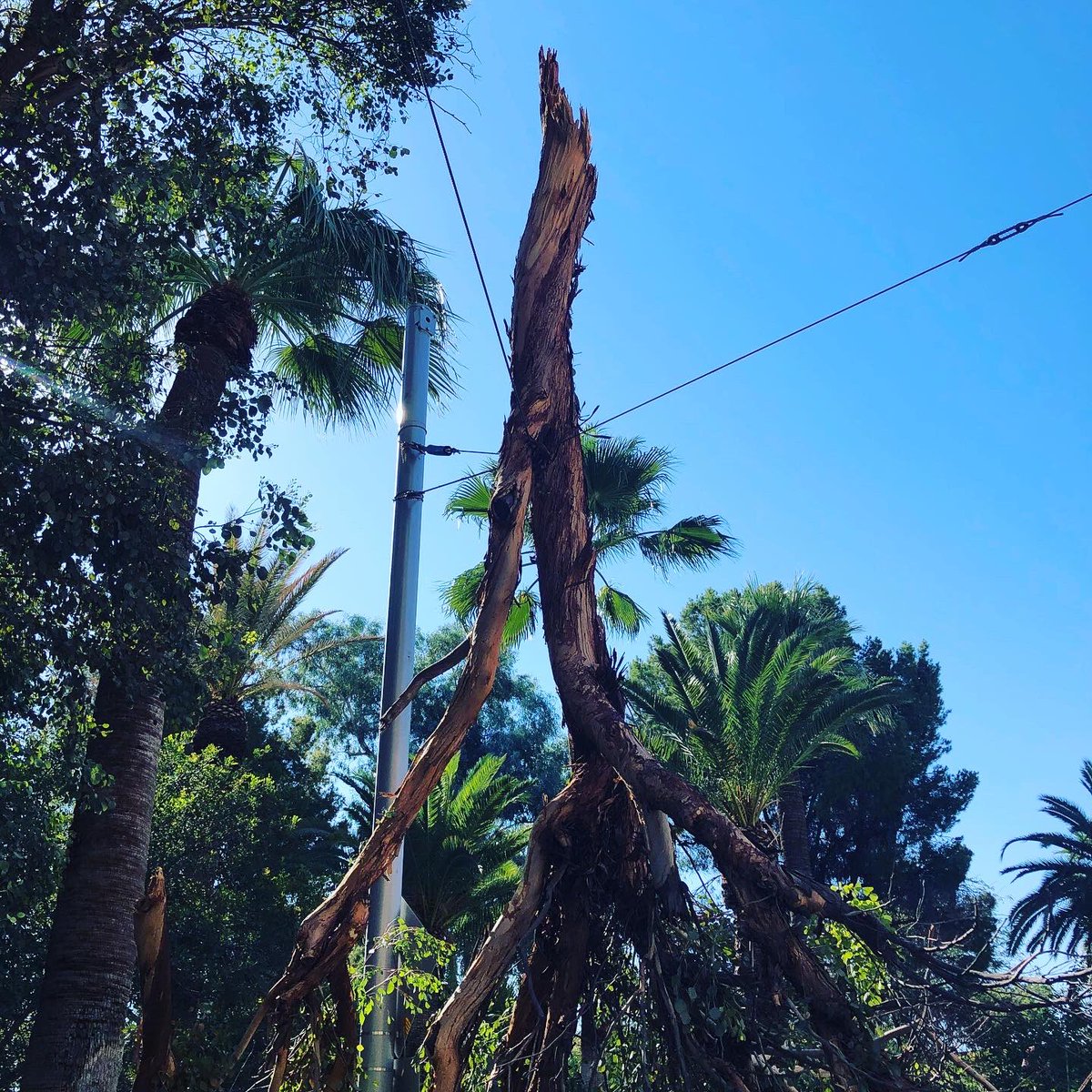 UofA_Safety's tweet photo. **Traffic Alert** Crews clearing branch which fell on street car lines on N. Park Ave between E. 2nd St &amp; University Blvd. **Please avoid the area** https://t.co/uPJgRwTNBD