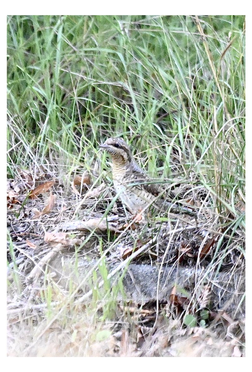 David J Bevan tweet media