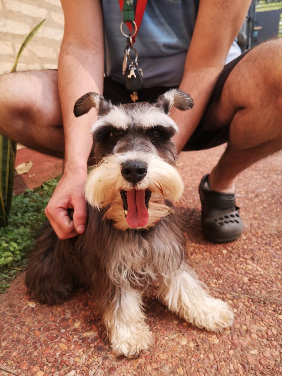 MakiNu's tweet photo. Hola! Encontré a esta perrita en Fernando Zona Norte - atrás de Dylan... Si alguien la está buscando, me puede escribir al 0985869833 ✨

Es hermosa y estaba super asustada.. Tiene un collar con moñito.. https://t.co/0H0TvUOm6m