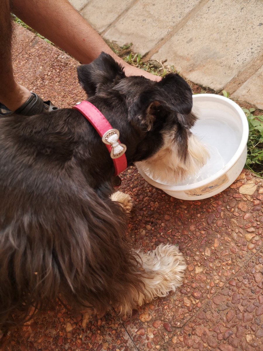 MakiNu's tweet photo. Hola! Encontré a esta perrita en Fernando Zona Norte - atrás de Dylan... Si alguien la está buscando, me puede escribir al 0985869833 ✨

Es hermosa y estaba super asustada.. Tiene un collar con moñito.. https://t.co/0H0TvUOm6m