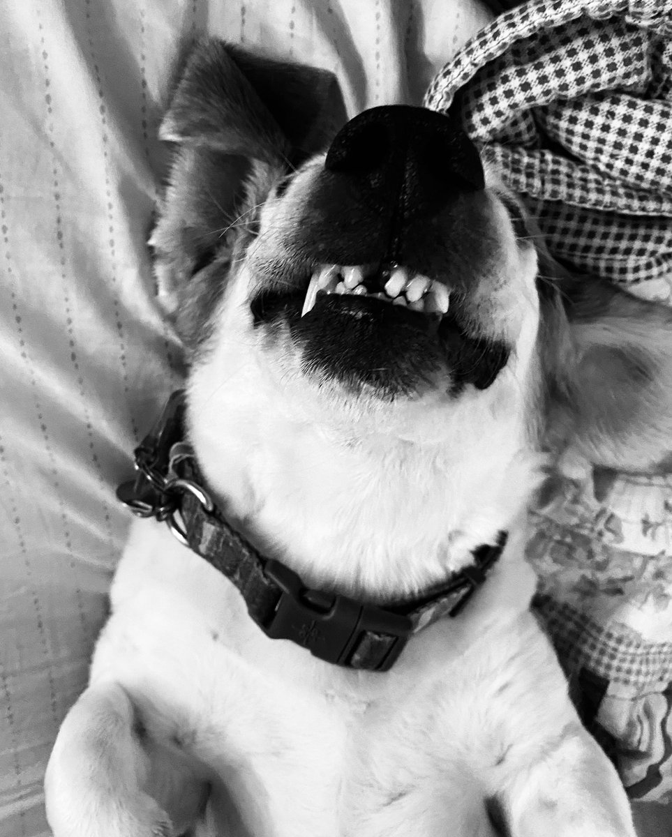 aamyie's tweet photo. #spoiledbagel #nocreamcheesebagel #bagelpup #bagelsofinstagram love love love my sweet boy who is 13 https://t.co/zR8KvqtSlJ