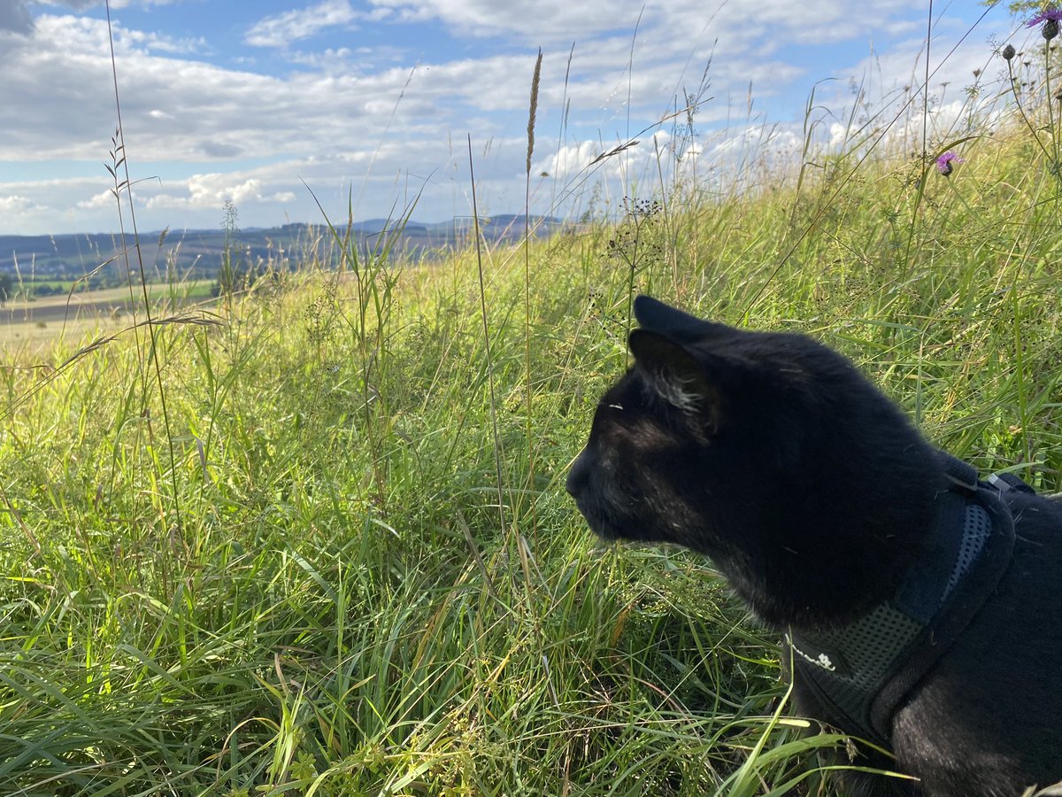 Kleiner Sonntagsausflug 🙃 #katze on tour